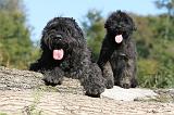 BOUVIER DES FLANDRES 148
